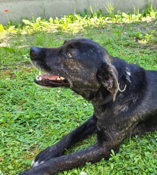 Cucciolotto Leo cerca affetto