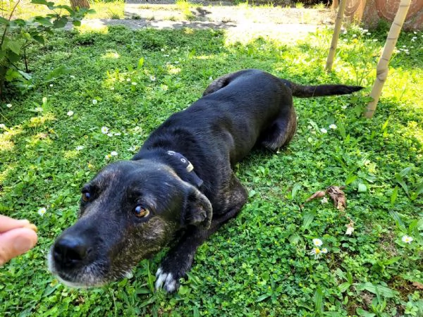 Cucciolotto Leo cerca affetto | Foto 4