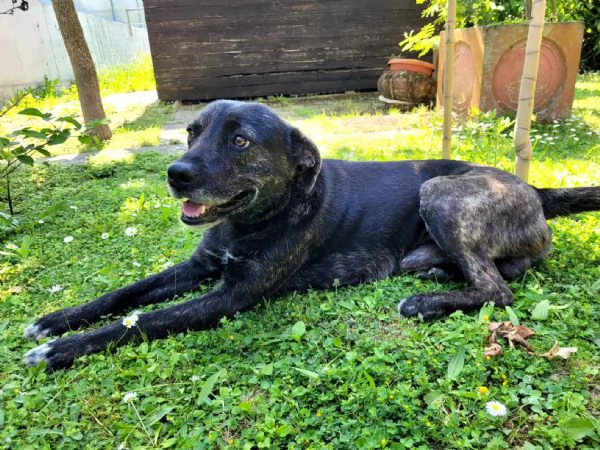 Cucciolotto Leo cerca affetto | Foto 3