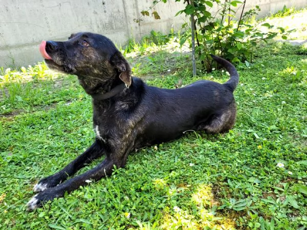 Cucciolotto Leo cerca affetto | Foto 1