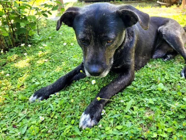 Cucciolotto Leo cerca affetto | Foto 0