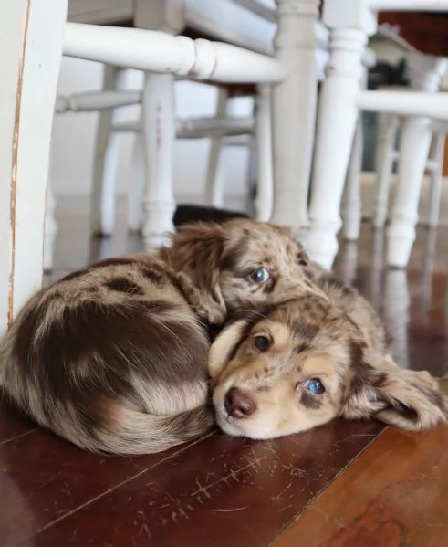 Disponibili splendidi Bassotto cuccioli per adozione | Foto 2