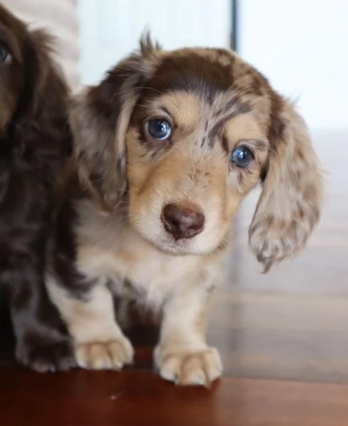 Disponibili splendidi Bassotto cuccioli per adozione
