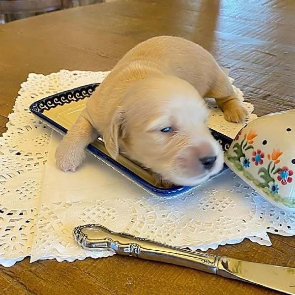 Disponibili splendidi Bassotto cuccioli per adozione | Foto 5
