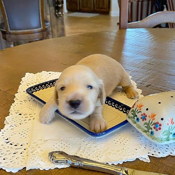 Disponibili splendidi Bassotto cuccioli per adozione | Foto 4