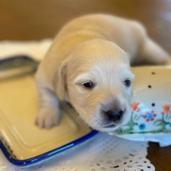 Disponibili splendidi Bassotto cuccioli per adozione | Foto 3