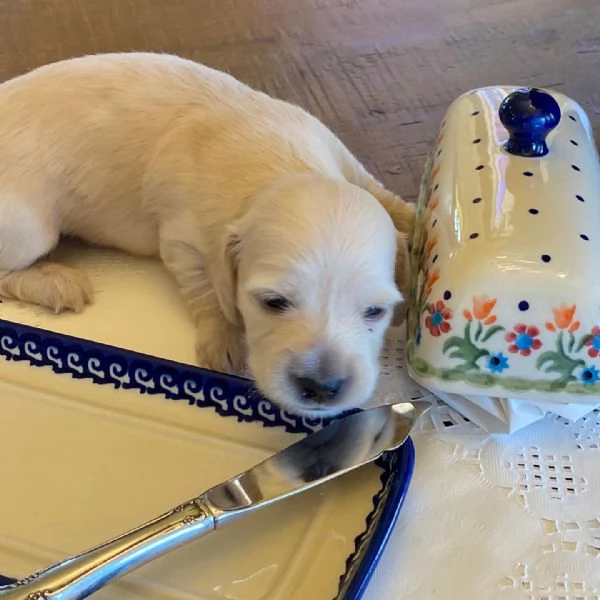 Disponibili splendidi Bassotto cuccioli per adozione