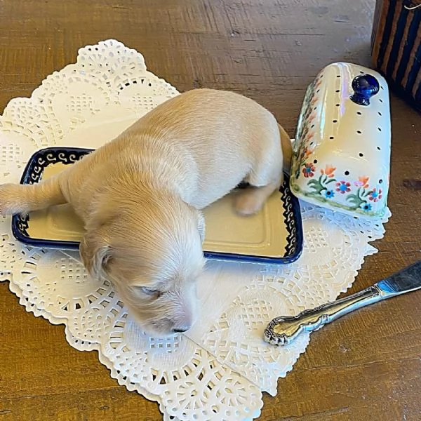 Disponibili splendidi Bassotto cuccioli per adozione | Foto 1
