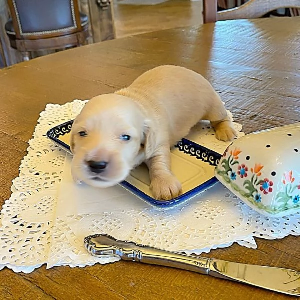 Disponibili splendidi Bassotto cuccioli per adozione | Foto 0