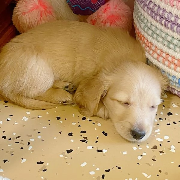 Disponibili splendidi Bassotto cuccioli per adozione | Foto 6