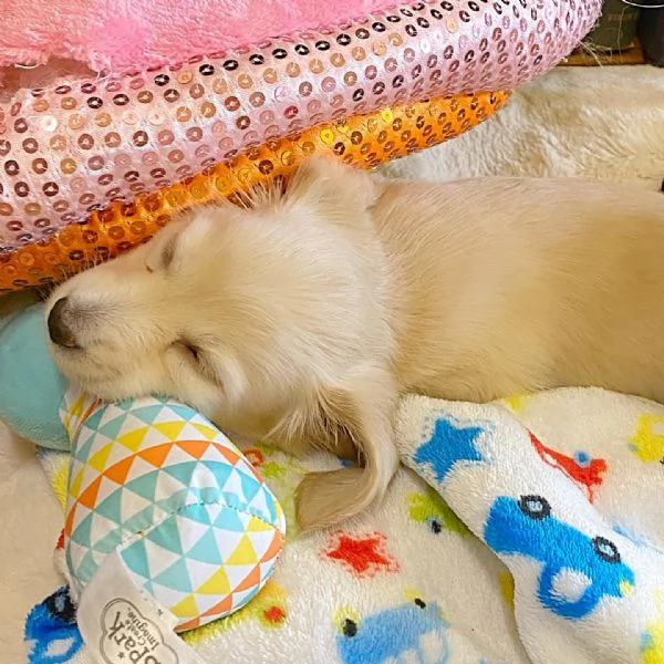 Disponibili splendidi Bassotto cuccioli per adozione | Foto 4
