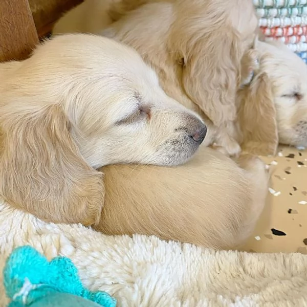 Disponibili splendidi Bassotto cuccioli per adozione