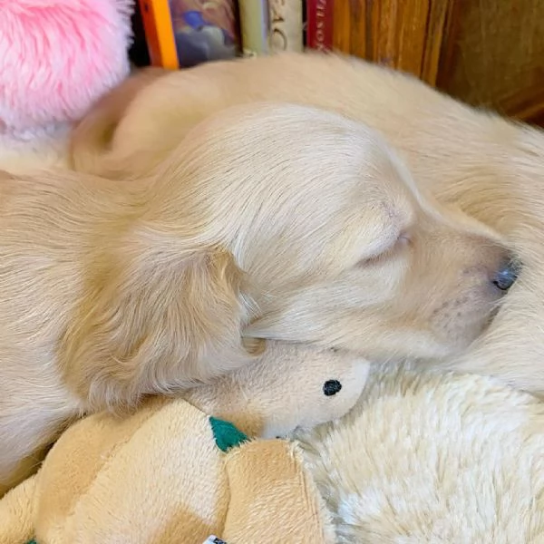 Disponibili splendidi Bassotto cuccioli per adozione | Foto 3