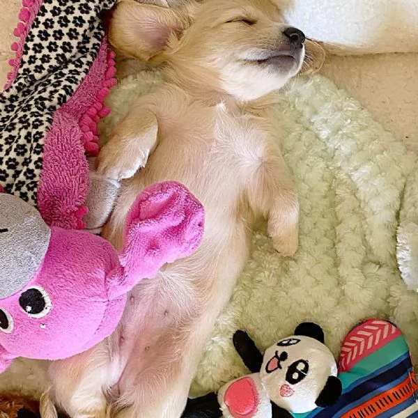 Disponibili splendidi Bassotto cuccioli per adozione | Foto 2