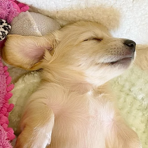 Disponibili splendidi Bassotto cuccioli per adozione | Foto 1