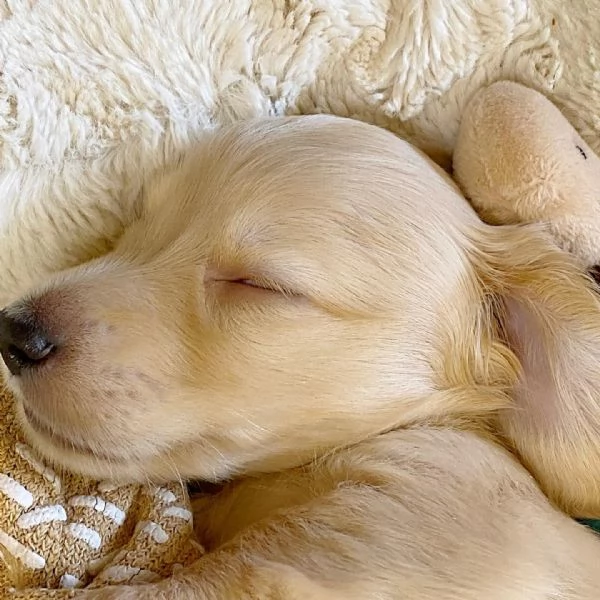 Disponibili splendidi Bassotto cuccioli per adozione | Foto 0