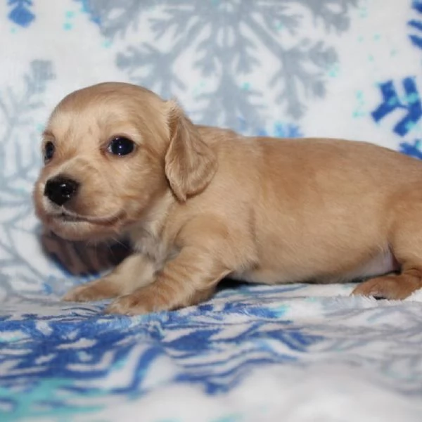 Disponibili splendidi Bassotto cuccioli per adozione | Foto 3