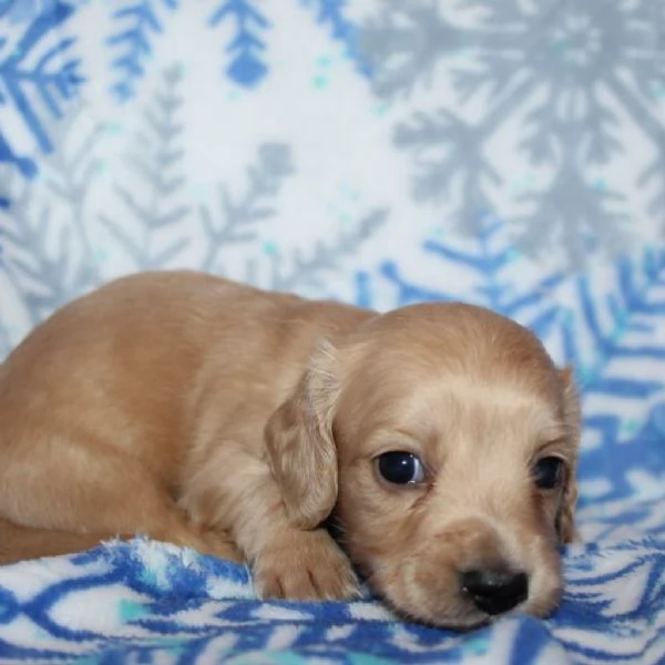 Disponibili splendidi Bassotto cuccioli per adozione