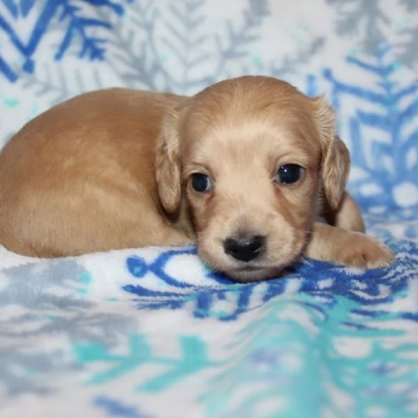 Disponibili splendidi Bassotto cuccioli per adozione | Foto 1