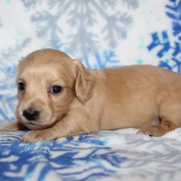 Disponibili splendidi Bassotto cuccioli per adozione | Foto 0