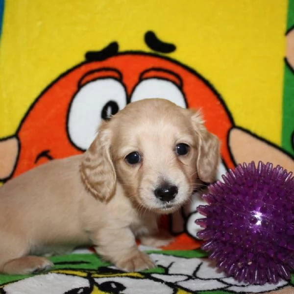 Disponibili splendidi Bassotto cuccioli per adozione | Foto 2
