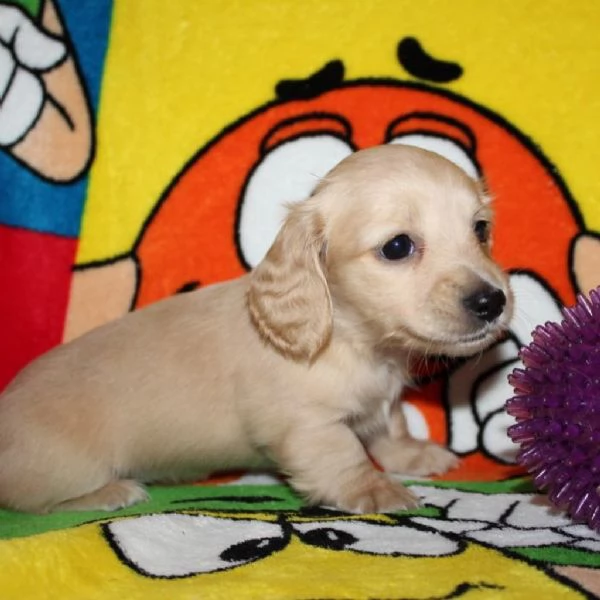 Disponibili splendidi Bassotto cuccioli per adozione | Foto 1