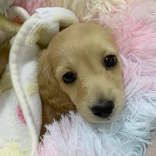 Disponibili splendidi Bassotto cuccioli per adozione | Foto 2
