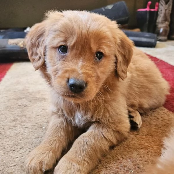 Splendidi Golden Retriever cuccioli per adozione | Foto 4