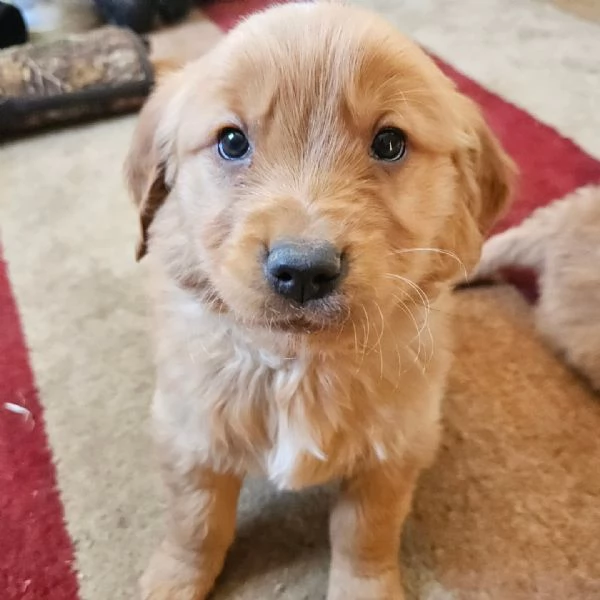 Splendidi Golden Retriever cuccioli per adozione | Foto 3