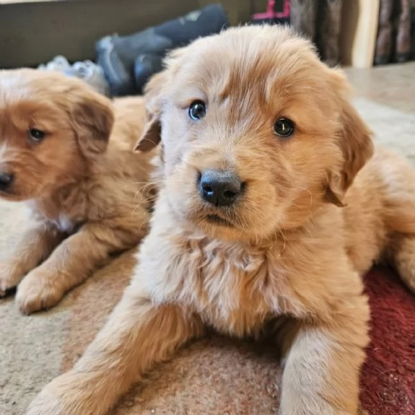 Splendidi Golden Retriever cuccioli per adozione | Foto 2