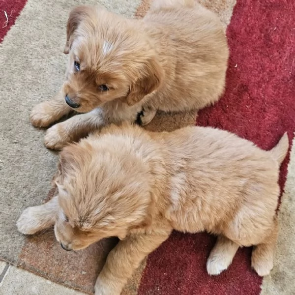 Splendidi Golden Retriever cuccioli per adozione | Foto 1
