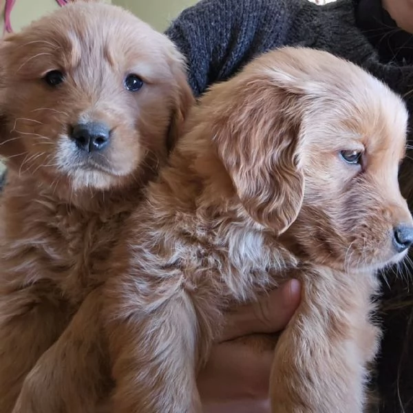 Splendidi Golden Retriever cuccioli per adozione