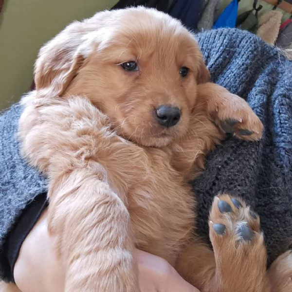 Splendidi Golden Retriever cuccioli per adozione | Foto 0