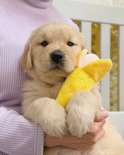 Splendidi Golden Retriever cuccioli per adozione | Foto 3