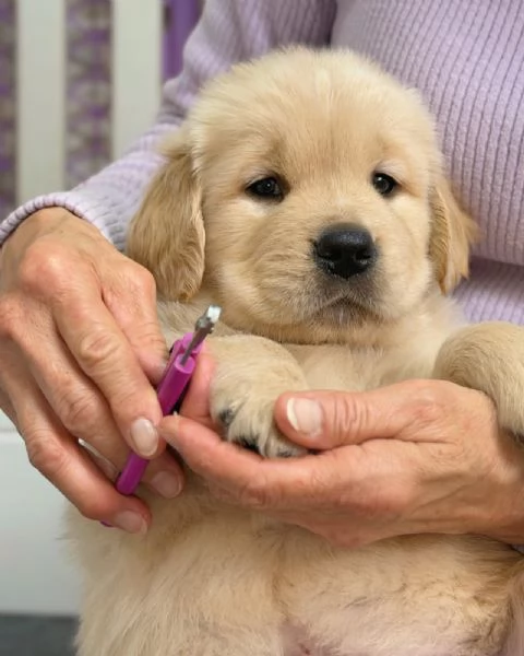 Splendidi Golden Retriever cuccioli per adozione | Foto 2