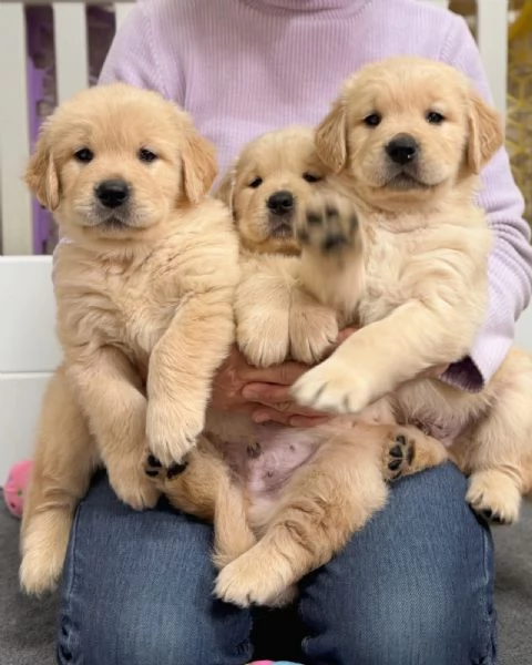 Splendidi Golden Retriever cuccioli per adozione