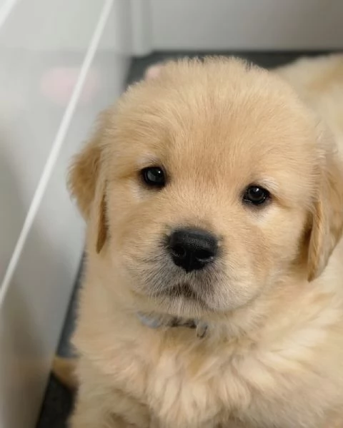 Splendidi Golden Retriever cuccioli per adozione | Foto 1