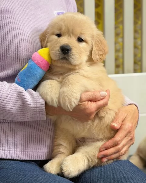 Splendidi Golden Retriever cuccioli per adozione | Foto 0
