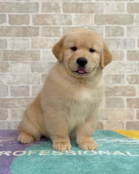 Splendidi Golden Retriever cuccioli per adozione | Foto 3