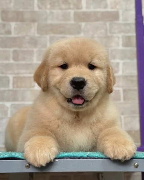 Splendidi Golden Retriever cuccioli per adozione | Foto 2