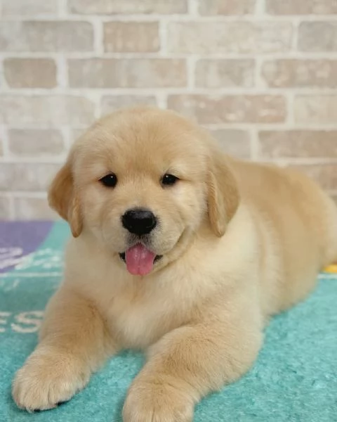 Splendidi Golden Retriever cuccioli per adozione