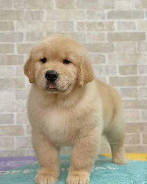 Splendidi Golden Retriever cuccioli per adozione | Foto 1