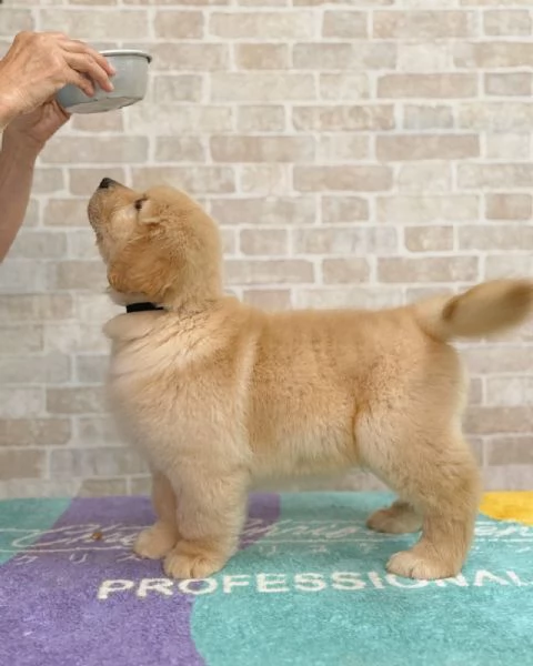 Splendidi Golden Retriever cuccioli per adozione | Foto 0