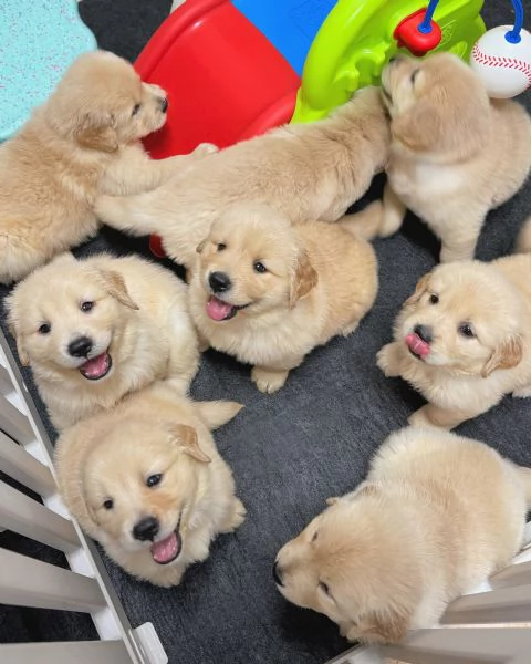 Splendidi Golden Retriever cuccioli per adozione | Foto 4