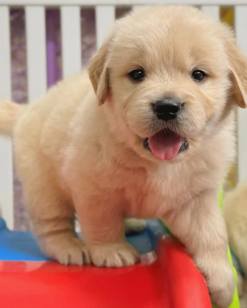 Splendidi Golden Retriever cuccioli per adozione | Foto 3