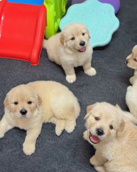 Splendidi Golden Retriever cuccioli per adozione | Foto 2