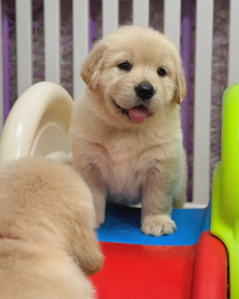 Splendidi Golden Retriever cuccioli per adozione | Foto 1