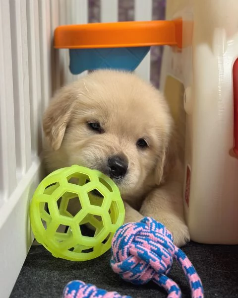 Splendidi Golden Retriever cuccioli per adozione | Foto 0