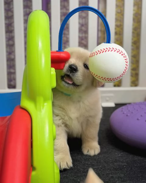 Splendidi Golden Retriever cuccioli per adozione