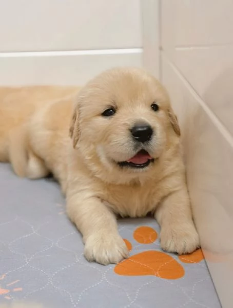 Splendidi Golden Retriever cuccioli per adozione | Foto 3